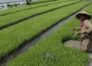 Infrastruktur Pangan: Menjaga Ketahanan Pangan di Tengah Krisis