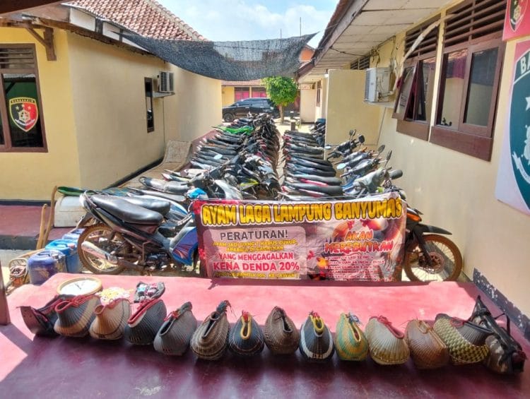 Polisi Gerebek Sabung Ayam di Pringsewu, Puluhan Barang Bukti Diamankan
