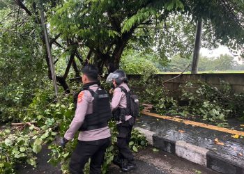 Hujan Deras dan Angin Kencang Terjang Bandar Lampung, Sejumlah Pohon Tumbang dan Rumah Rusak