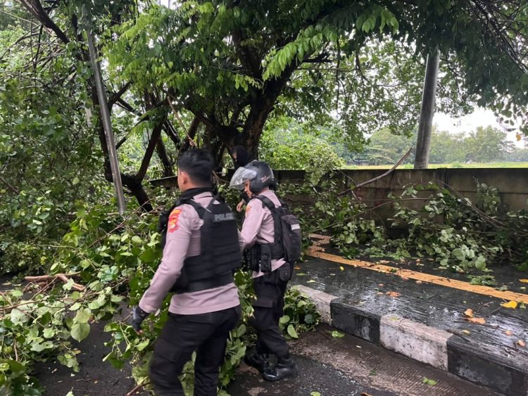 Hujan Deras dan Angin Kencang Terjang Bandar Lampung, Sejumlah Pohon Tumbang dan Rumah Rusak