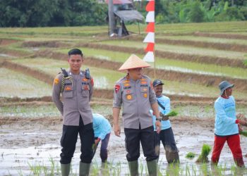 Kapolda Lampung Turun ke Sawah, Dukung Tanam Raya Padi untuk Kedaulatan Pangan