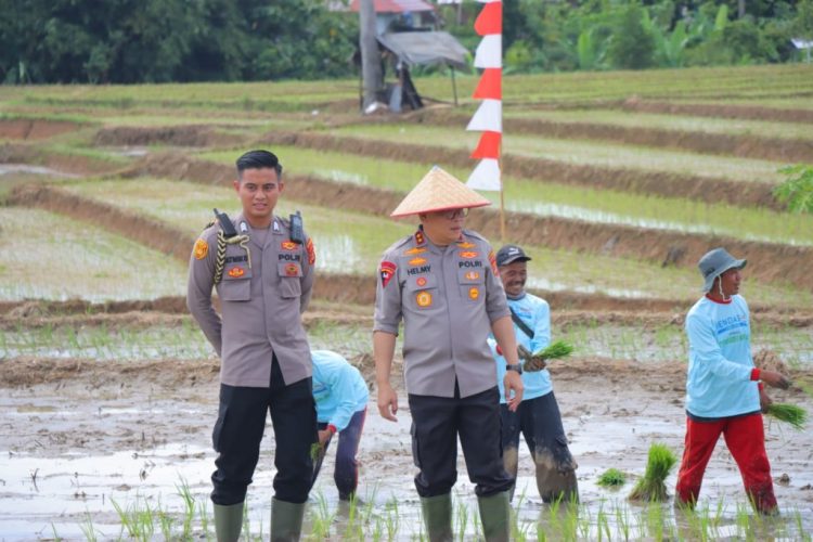 Kapolda Lampung Turun ke Sawah, Dukung Tanam Raya Padi untuk Kedaulatan Pangan