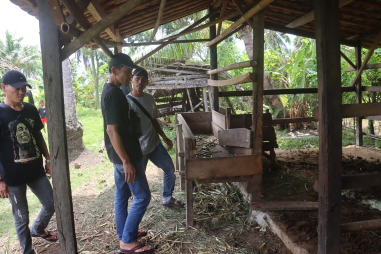 Kejar-kejaran di Jalan Raya: Polisi Gagalkan Aksi Pencurian Sapi di Lampung Selatan