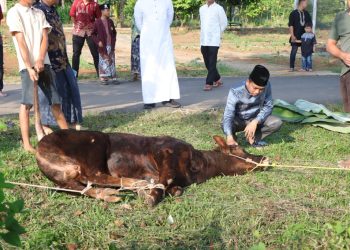 Polres Pesawaran Sembelih 9 Hewan Kurban, Tebar Kepedulian di Hari Raya Iduladha