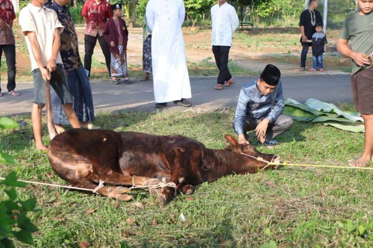Polres Pesawaran Sembelih 9 Hewan Kurban, Tebar Kepedulian di Hari Raya Iduladha