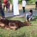 Polres Pesawaran Sembelih 9 Hewan Kurban, Tebar Kepedulian di Hari Raya Iduladha