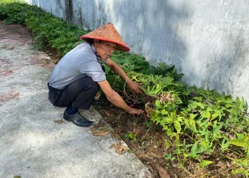 Hijaukan Harapan: Lapas Kalianda Giatkan Ketahanan Pangan Lewat Budidaya Tomat dan Terong