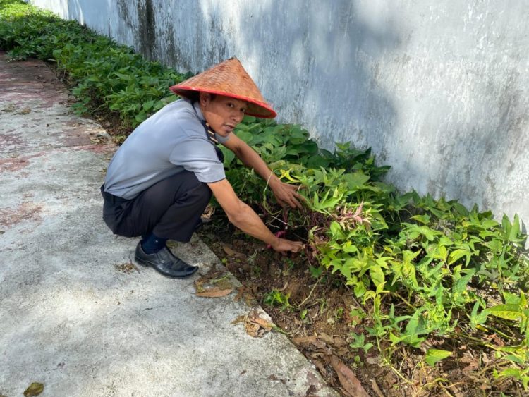 Hijaukan Harapan: Lapas Kalianda Giatkan Ketahanan Pangan Lewat Budidaya Tomat dan Terong