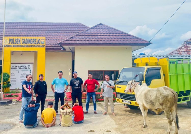 Terbongkar! Jaringan Pencuri Sapi Antarwilayah Digagalkan Polisi Pringsewu